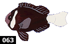 Amphiprion mccullochi