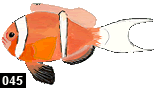 Amphiprion omanensis