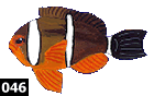 Amphiprion tricinctus