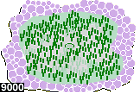 cryptodendrum adhaesivum 9000