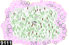 cryptodendrum adhaesivum 9111