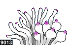 entacmaea quadricolor, forme n° 9013
