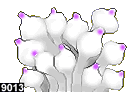 entacmaea quadricolor, forme n° 9013b