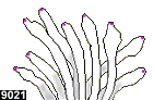 entacmaea quadricolor, forme n° 9021