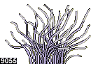 heteractis crispa, forme 9055