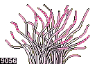 heteractis crispa, forme 9056