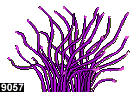 heteractis crispa, forme 9057