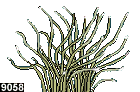 heteractis crispa, forme 9058