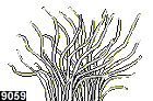 heteractis crispa, forme 9059