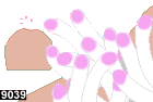 heteractis magnifica, anemone 9039