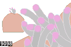 heteractis magnifica, anemone 9098
