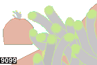 heteractis magnifica, anemone 9099
