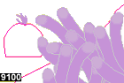 heteractis magnifica, anemone 9100