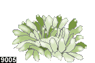 heteractis malu 9005