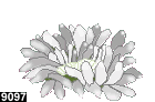 heteractis malu 9097