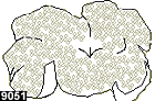 stichodactyla haddoni 9051