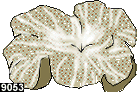 stichodactyla haddoni 9053