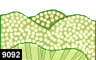 stichodactyla mertensii 9092